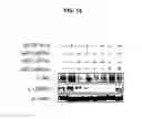Fig. 40 - Methods of differentiating stem cells by modulating miR-124