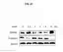 Fig. 45 - Methods of differentiating stem cells by modulating miR-124