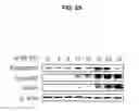 Fig. 47 - Methods of differentiating stem cells by modulating miR-124