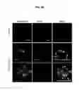 Fig. 48 - Methods of differentiating stem cells by modulating miR-124