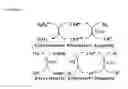 Fig. 04 - Oxygen tolerant hydrogenase by mutating electron supply pathway