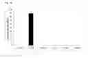 Fig. 20 - MICROSOMES IRREVERSIBLY INHIBITED FOR CYP450 THEIR USES IN THE PHENOTYPING OF ENZYMATIC METABOLIC PATHWAYS
