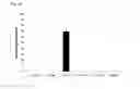Fig. 26 - MICROSOMES IRREVERSIBLY INHIBITED FOR CYP450 THEIR USES IN THE PHENOTYPING OF ENZYMATIC METABOLIC PATHWAYS