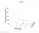 Fig. 06 - Modified polymerases for replication of threose nucleic acids