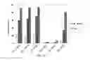Fig. 15 - Antisense nucleic acids