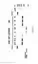 Fig. 23 - Antisense nucleic acids
