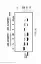 Fig. 31 - Antisense nucleic acids