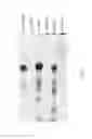 Fig. 08 - Compositions and methods for treating cancer, inhibiting cell proliferation, and inducing cell death