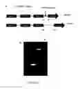 Fig. 03 - Microorganisms engineered for increased productivity