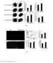 Fig. 04 - Corn genes and and uses thereof