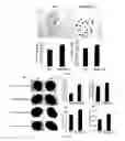 Fig. 07 - Corn genes and and uses thereof