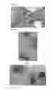 Fig. 04 - Plant COsensors, nucleic acids encoding them, and methods for making and using them