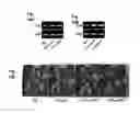 Fig. 16 - Plant COsensors, nucleic acids encoding them, and methods for making and using them