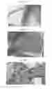 Fig. 20 - Plant COsensors, nucleic acids encoding them, and methods for making and using them