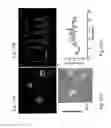 Fig. 24 - Plant COsensors, nucleic acids encoding them, and methods for making and using them