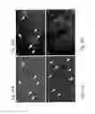 Fig. 25 - Plant COsensors, nucleic acids encoding them, and methods for making and using them