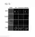 Fig. 30 - Plant COsensors, nucleic acids encoding them, and methods for making and using them