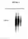Fig. 07 - Invertebrate microRNAs