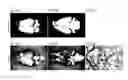 Fig. 52 - Methods and compositions for the targeted modification of a mouse embryonic stem cell genome