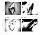 Fig. 53 - Methods and compositions for the targeted modification of a mouse embryonic stem cell genome