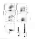 Fig. 04 - METHODS AND COMPOSITIONS RELATING TO RESTRICTED EXPRESSION LENTIVIRAL VECTORS AND THEIR APPLICATIONS