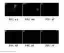 Fig. 06 - CATIONIC POLYMER SYSTEMS FOR SELECTIVE BACTERIAL CAPTURE