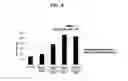 Fig. 09 - Rapid whole genome amplification