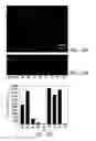 Fig. 14 - METHODS AND DEVICES FOR SELECTION AND ISOLATION OF APTAMERS