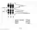 Fig. 05 - CONVERSION OF ALPHA-HYDROXYALKYLATED RESIDUES IN BIOMOLECULES USING METHYLTRANSFERASES