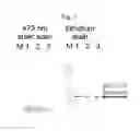 Fig. 06 - CONVERSION OF ALPHA-HYDROXYALKYLATED RESIDUES IN BIOMOLECULES USING METHYLTRANSFERASES