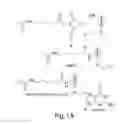 Fig. 02 - Nanoscale imaging of proteins and nucleic acids via expansion microscopy