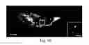 Fig. 04 - Nanoscale imaging of proteins and nucleic acids via expansion microscopy