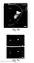 Fig. 06 - Nanoscale imaging of proteins and nucleic acids via expansion microscopy