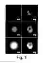 Fig. 07 - Nanoscale imaging of proteins and nucleic acids via expansion microscopy