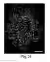 Fig. 10 - Nanoscale imaging of proteins and nucleic acids via expansion microscopy