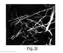 Fig. 17 - Nanoscale imaging of proteins and nucleic acids via expansion microscopy