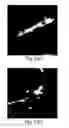 Fig. 18 - Nanoscale imaging of proteins and nucleic acids via expansion microscopy