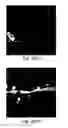 Fig. 19 - Nanoscale imaging of proteins and nucleic acids via expansion microscopy