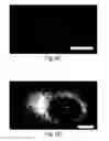 Fig. 25 - Nanoscale imaging of proteins and nucleic acids via expansion microscopy