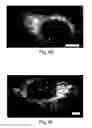Fig. 26 - Nanoscale imaging of proteins and nucleic acids via expansion microscopy