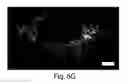 Fig. 27 - Nanoscale imaging of proteins and nucleic acids via expansion microscopy