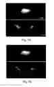 Fig. 28 - Nanoscale imaging of proteins and nucleic acids via expansion microscopy