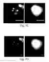 Fig. 29 - Nanoscale imaging of proteins and nucleic acids via expansion microscopy