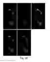 Fig. 34 - Nanoscale imaging of proteins and nucleic acids via expansion microscopy