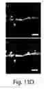 Fig. 42 - Nanoscale imaging of proteins and nucleic acids via expansion microscopy