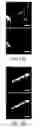 Fig. 43 - Nanoscale imaging of proteins and nucleic acids via expansion microscopy