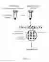 Fig. 03 - Clonal amplification of nucleic acid on solid surface with template walking