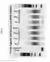 Fig. 07 - Multiplex Targeted Amplification Using Flap Nuclease