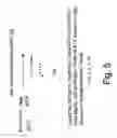 Fig. 06 - LABELLED NUCLEOTIDES