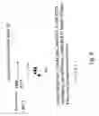 Fig. 07 - LABELLED NUCLEOTIDES
